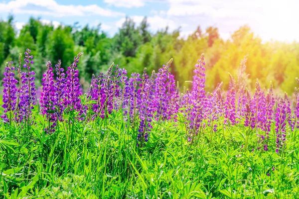 Campo di Lupino con fiori rosa viola e blu nella giornata di sole. Un campo di lupini. Lupino viola e rosa nel prato. Sfondo primavera. — Foto Stock
