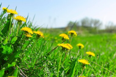 Güneşli bir günde bahar karahindiba tarlası. Bahar ve yaz arkaplanı.