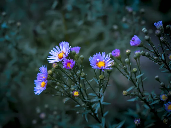 Levande ljusa lila tusensköna blommor. Sommarkväll. — Stockfoto