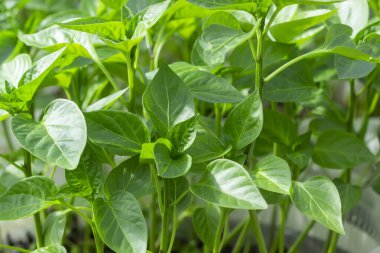 Dolmalık biber, biber, taze bahar arka plan genç yapraklar close-up fidan.