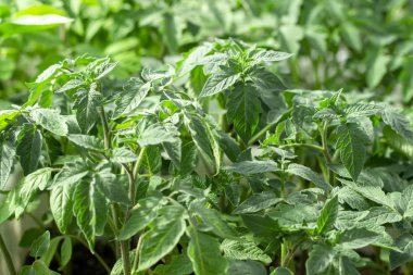 Serada yeşil domates yaprakları. Bahar arkaplanı.