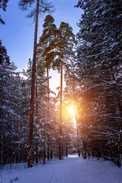 Puesta de sol en un bosque de pinos de invierno ruso . — Foto de Stock