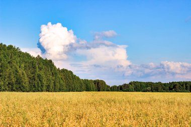 Güneşli bir yaz gününde yulaf tarlası. Tarım kavramı.