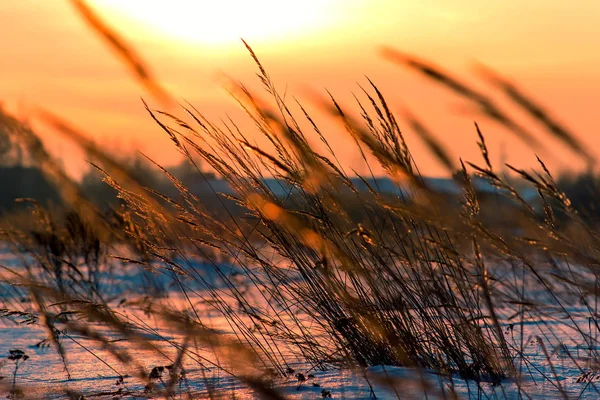 Gras bei Sonnenuntergang im Sonnenlicht. Winterzeit. — Stockfoto