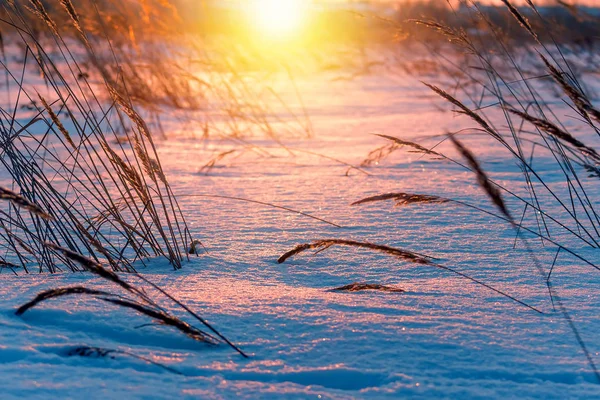 Tráva při západu slunce. Zimní čas. — Stock fotografie