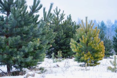 Genç karlı çam ağaçları ormanda yetişir..