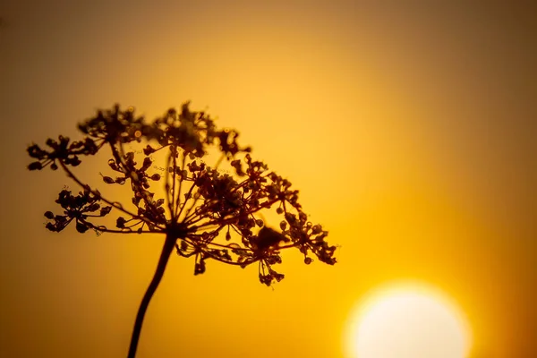 Vackert gräs i morgonsolen. Gyllene gryning. — Stockfoto