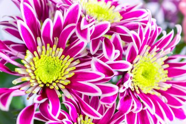 Bir demet güzel çiçek. Yaz dönemi. 8 Mart Kadınlar Günü konsepti.