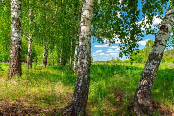 Birchwood in a sunny summer day in Russia. Natural background. — Stock Photo, Image