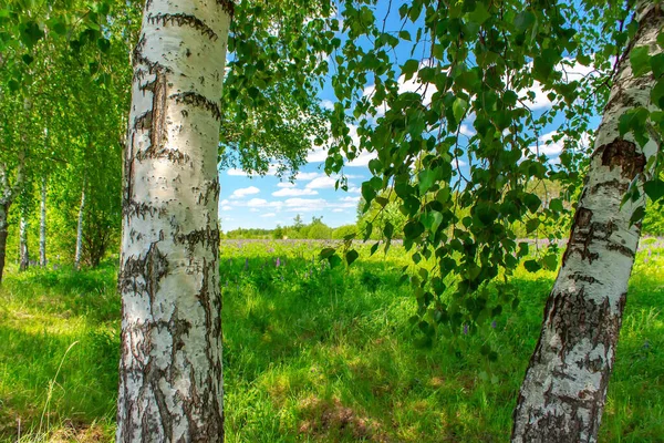 Birchwood in a sunny summer day in Russia. Natural background. — Stock Photo, Image