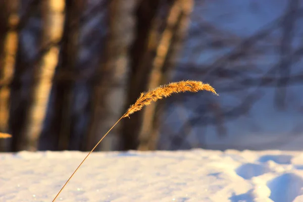 Mrazivá tráva v zimě a jarní západ slunce v Rusku. Krásné pozadí. — Stock fotografie