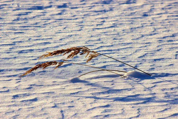 Ледяная трава зимой и весенним закатом в России. Красивый фон . — стоковое фото