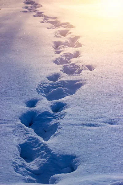 Footprints of a man in the snow in winter time. — Stock Photo, Image