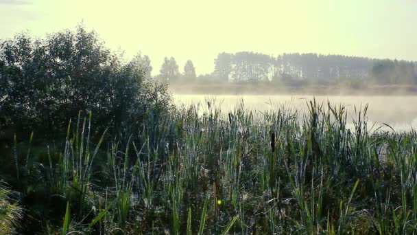 Las Cañas Lago Amanecer Con Niebla Sobre Agua — Vídeos de Stock