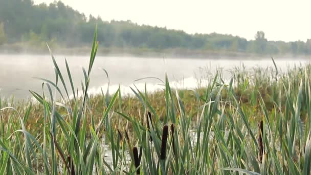 Güneşin Doğuşuyla Gölün Üzerindeki Sazlıklar Suyun Üzerindeki Sis — Stok video