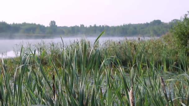 Reeds Lake Sunrise Fog Water — Stock Video