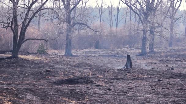 Las Pożarze Dym Wznosi Się Ziemi Pożarze — Wideo stockowe