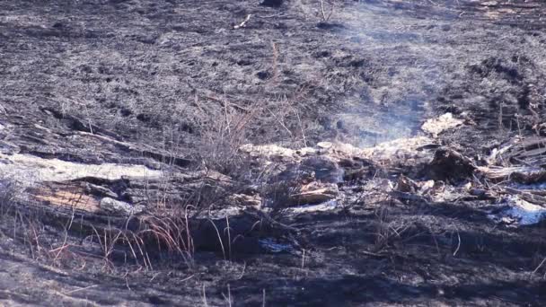 Forêt Après Feu Fumée Monte Terre Après Incendie — Video