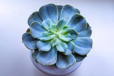 Yeşil sulu bitki. Üst yakın çekim görünümü.