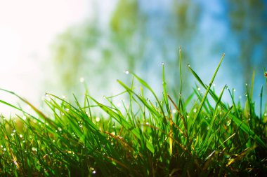 Taze sabah çiği ilkbaharda yeşil çimlerde gün ışığında.