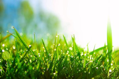 Taze sabah çiği ilkbaharda yeşil çimlerde gün ışığında.