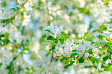 Çiçekler baharda bahçede elma olur..