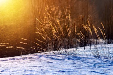 Rusya 'da kış ve bahar günbatımında buzlu çimenler. Güzel arkaplan.