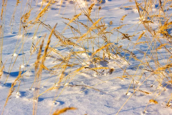 Hierba helada en invierno y puesta de sol de primavera en Rusia. Hermoso fondo . — Foto de Stock