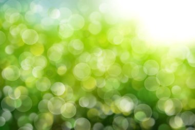 Soyut yeşil bulanık arkaplan ve şeffaf daireler. Büyük bahar ya da yeşil çevre. Metnin için boşluk