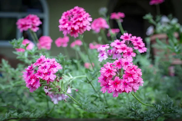 Naturlig Blomstrende Rosa Blomster Hagen – stockfoto