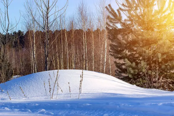 Snowdrifts Forest Edge Evening Sunny Day Winter Forest — Stock Photo, Image