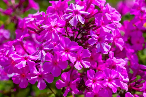 Een Natuurlijke Bloeiende Rose Bloemen Tuin — Stockfoto