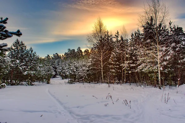 Hermoso Paisaje Invierno Con Árboles Cubiertos Nieve Bosque Ruso — Foto de Stock