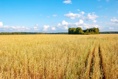 Güneşli bir yaz gününde yulaf tarlası. Tarım kavramı