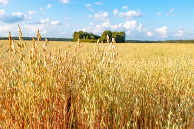Güneşli bir yaz gününde yulaf tarlası. Tarım kavramı