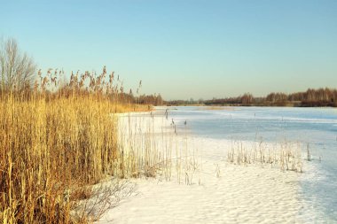 Bahar ve kış mevsiminde güzel bir leke. Donmuş bir gölün üzerindeki kuru çimenler..