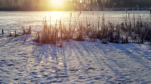 Reeds seco perto do lago de inverno com neve no dia ensolarado . — Fotografia de Stock