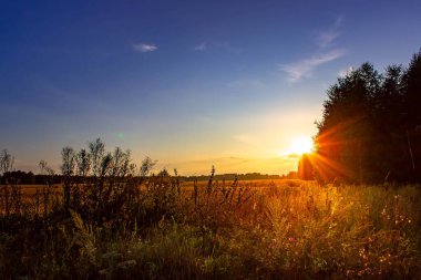 Buğday ve güzel gökyüzü kulaklarıyla bir tarlada yaz günbatımı