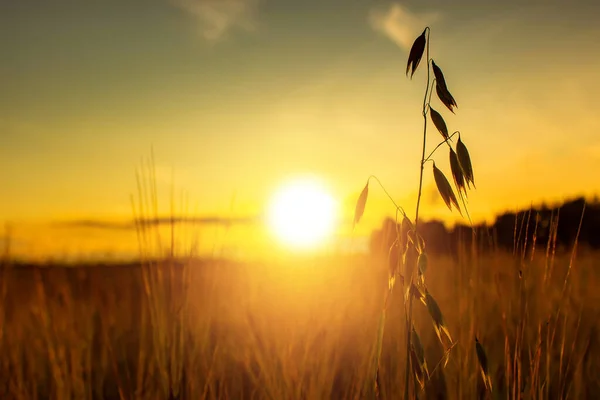 Letni zachód słońca na polu z kłosami pszenicy i pięknym niebem. — Zdjęcie stockowe