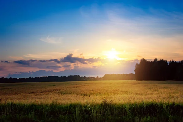 Puesta de sol de verano en un campo con espigas de trigo y hermoso cielo . — Foto de Stock