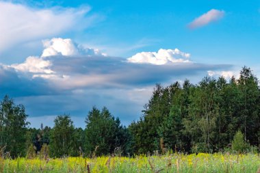 Tarlada duran güzel bir huş ağacı ve arka planda bulutlu güzel bir gökyüzü. Rusya 'nın güzel manzarası