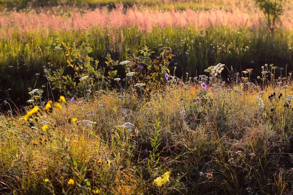 Wildflower Field Beautiful Sunset Summer Background Russia — Stock Photo, Image