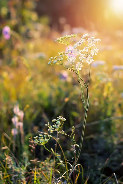 Wildbloemenveld Prachtige Zonsondergang Zomer Achtergrond Rusland — Stockfoto