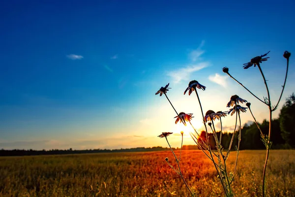 Mooie Bloemen Madeliefje Een Veld Bij Zonsondergang — Stockfoto