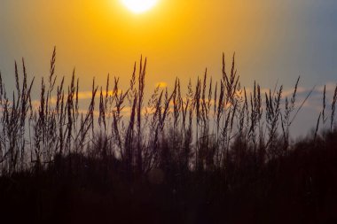 Akşam gün batımında çimenler. Yaz manzarası