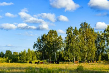 İnekler tarlada huş ağaçlarının arasında ot yerler.