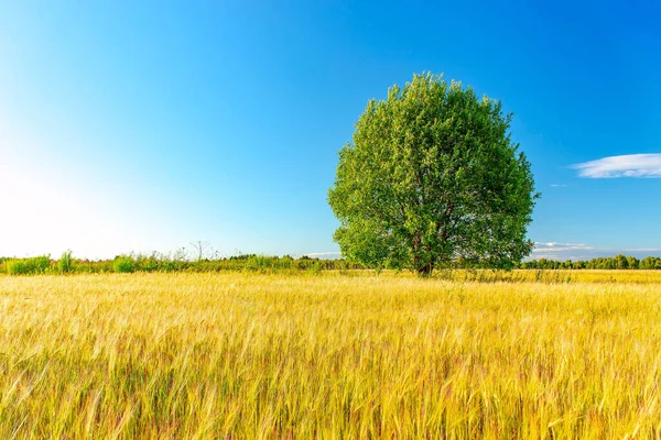 Árvore verde solitária no meio de um campo de trigo . — Fotografia de Stock