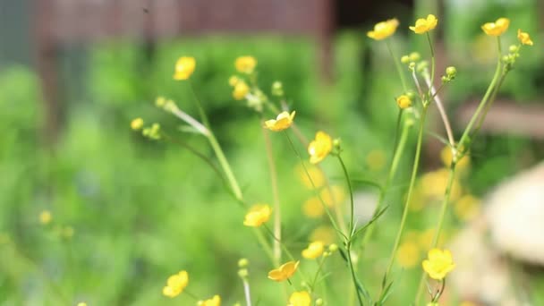 畑の風に黄色の花を咲かせます。美しい田舎だ。牧歌的な風景の中に黄金の光。黄色の花に近い. — ストック動画