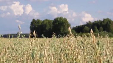 Güneşli bir yaz gününde yulaf dalları rüzgarda sallanıyor..