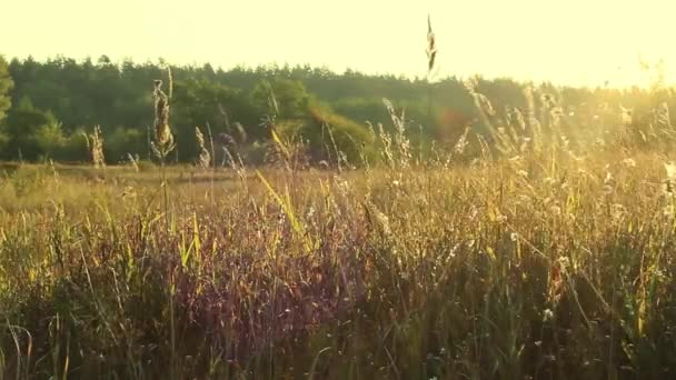 Żółta jesienna trawa kołysze się na wietrze. Piękny krajobraz wiejski na polu lub łące. Ciepły, słoneczny wrześniowy dzień. Kontemplacja naturalnego piękna. — Wideo stockowe